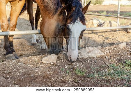 Bay With White Marking Horses Grazing Grass Head To Head While Standing Behind The Fence