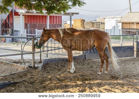 Chestnut Blond Horse With White Marks Drinking From Green Drinking Device In Farm Dirt Inclosure Wit