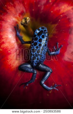 Blue Drag Frog Over The Apple In Studio