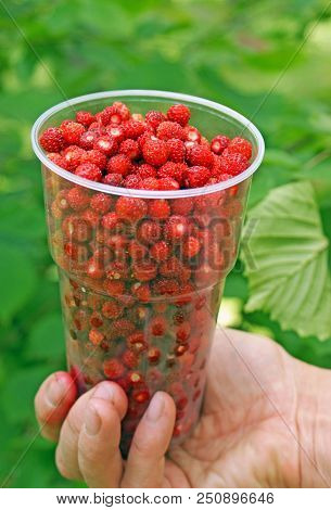 A Woman Hand Holding A Plastic Cup Full Of Picked Berries Of Wild Forest Strawberries With Green Bac