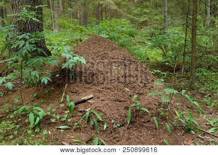 Big Ant Hill In The Summer Forest.