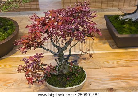 Bonsai - Japanese Maple (acer Palmatum). Age - About 15 Years. Exhibition Of Bonsai In Aptekarsky Og