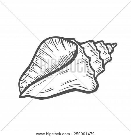 Vector Engraving Shell Isolated On White Background