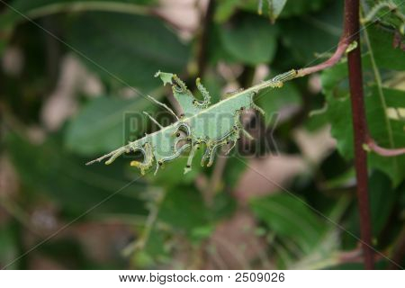 Caterpillers