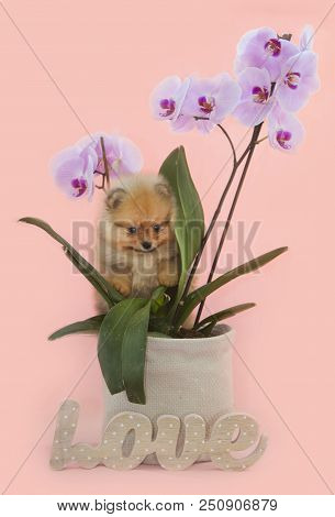 Pomeranian Puppy Dog In The Orchidea With Love Letters In Studio