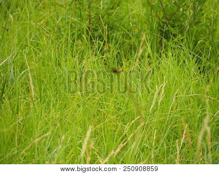 Photography Showing Some Grass. The Photography Was Taken From The Town Of Rustrel While Hiking In T