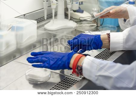 Hands Of The Laboratory Assistant Labelled Petri Dishes Inside An A Sceptic Fume Hood In A Microbiol