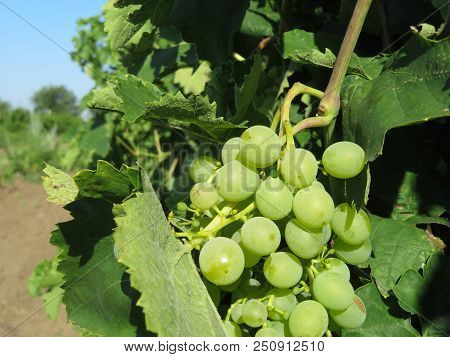 Bunch Of White Chasselas Grapes In The Summer Vineyard. Winemaking Concept