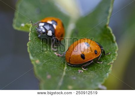 Ladybug Crawling On A Leaf. Horizontal View
