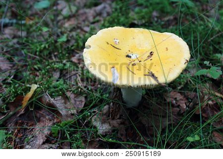 Mushrooms autumn in the forest. Mushroom in the grass. White and yellow mushroom in the forest. Autumn forest. Edible mushroom. Healthy and vegetarian food. Mushroom dishes. Coniferous forest. Russula mushroom. Collect mushrooms in the forest