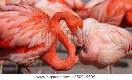 A Flock Of Caribbean Flamingos With A Shot Of A Flamingo. Photo From Live Animal.