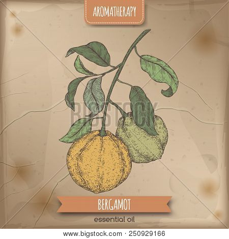 Citrus Bergamia Aka Bergamot Branch Color Sketch On Vintage Background. Great For Traditional Medici