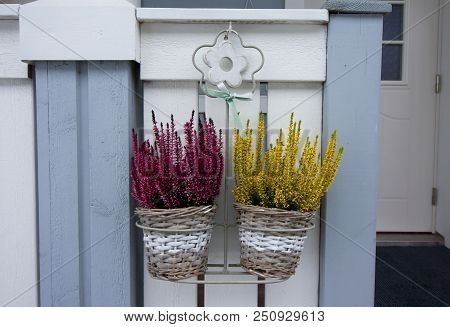 Bush Of Calluna Plant With Pink And Yellow Flowers In Pots At Winter