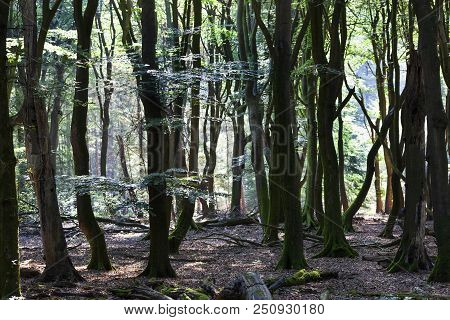 Speulderbos Or Forest Of The Dancing Trees Is Located On The Veluwe In The Netherlands