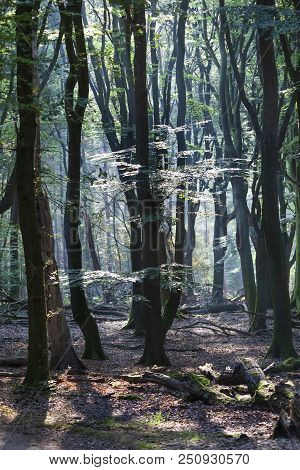 Speulderbos Or Forest Of The Dancing Trees Is Located On The Veluwe In The Netherlands