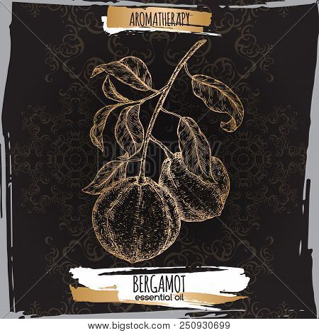 Citrus Bergamia Aka Bergamot Branch Sketch On Black Lace Background. Great For Traditional Medicine,