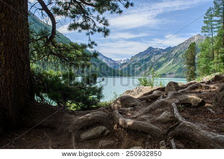 A View Of A Mountain Lake On A Summer Day. In The Foreground Are The Roots Of Pine Trees. Altai, Rus