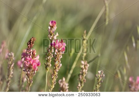 Esparcet Pink Flowers ,onobrychis Viciifolia