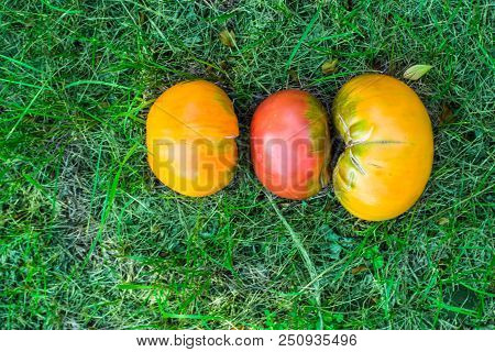 Fresh, Red And Orange Organic Tomatoes Lined Up In A Row, On A Deep Green Grass, In Higher Part Of T
