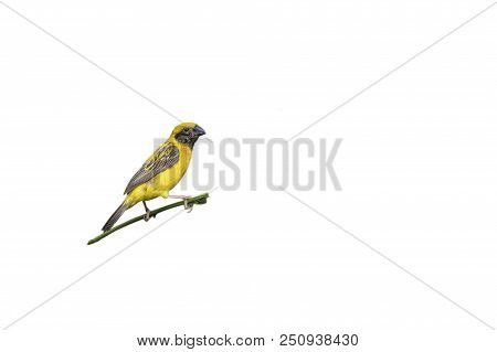 Asian Golden Weaver (ploceus Hypoxanthus) Bird Isolated On White Background.