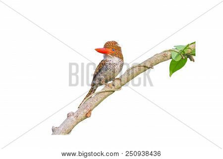 Banded Kingfisher (lacedo Pulchella) Bird Isolated On White Background.