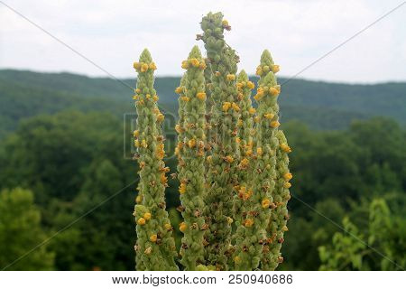 A Yellow And Green Plant In A Field