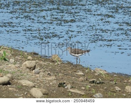 Green Sandpiper (tringa Ochropus) Feeding At Pond Margins