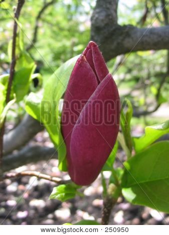 Magnolia Bud