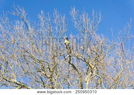 Tauranga, New Zealand - 2 July 2018; Arborist High In Leafless London Plane Tree Supported By Safety