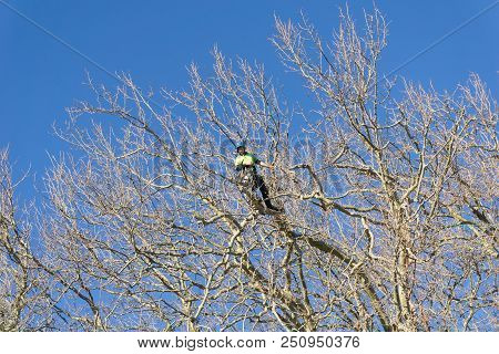 Tauranga, New Zealand - 2 July 2018; Arborist High In Leafless London Plane Tree Supported By Safety