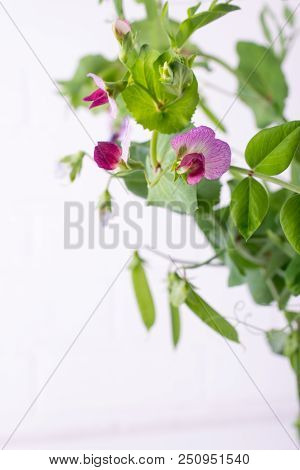 Close Up  Green Pea Stem  With Purple Flower And Leaf On The White Background. Selective Focus. Copy