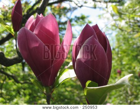 Paar von Magnolia Blumen