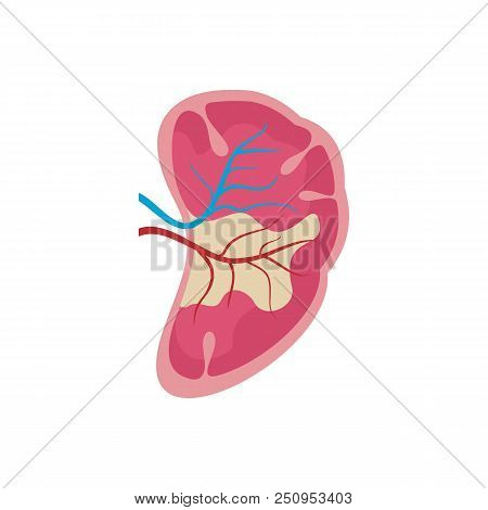 Half Kidney Icon. Flat Illustration Of Half Kidney Vector Icon For Web Isolated On White