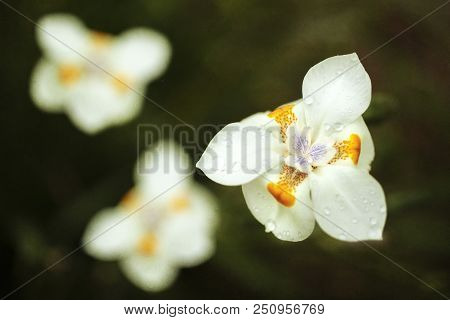 White Dietes Flower With Orange And Purple Markings Delicately Blooming