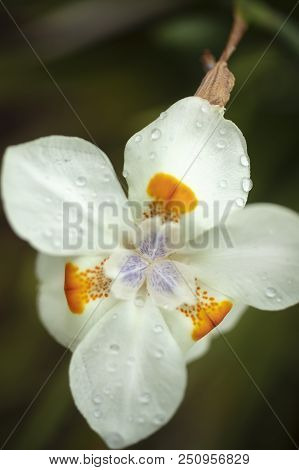 White Dietes Flower With Orange And Purple Markings Delicately Blooming