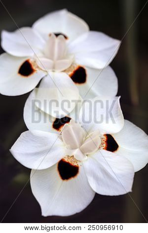 African Iris Dietes Bicolor Flower In Full Bloom