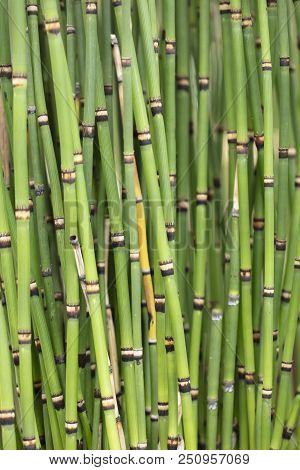 Bunch Of Clumping Janpanese Horsetails Growing In A Garden