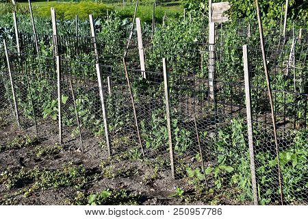 Poles And A Wire Fence Surround Growing Pea Vines In A Green For Protection Against Rabbits And Deer