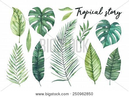 Watercolor Illustrations. Summer Tropical Design Elements. Tropical Palm Leaves  (monstera, Areca, F