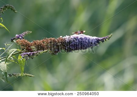 The Sphinx Of The Gallium Or Sphinx Hummingbird (macroglossum Stellatarum) Sucking The Nectar Of The