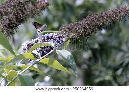 The Sphinx Of The Gallium Or Sphinx Hummingbird (macroglossum Stellatarum) Sucking The Nectar Of The