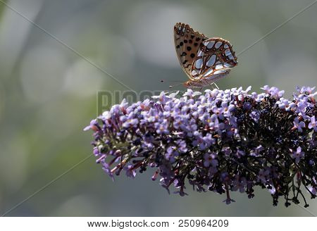 Malachite Butterfly (siproeta Stelenes)sucking The Nectar Of The Flowers Of A Buddleia (buddleja Alt