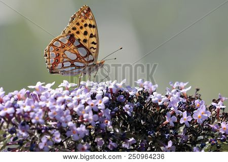 Malachite Butterfly (siproeta Stelenes)sucking The Nectar Of The Flowers Of A Buddleia (buddleja Alt