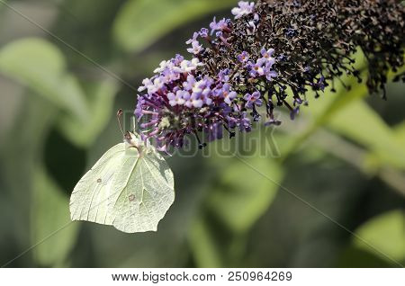 One Cedronella Butterfly (gonepteryx Rhamni) Sucking The Nectar Of The Flowers Of A Buddleia (buddle