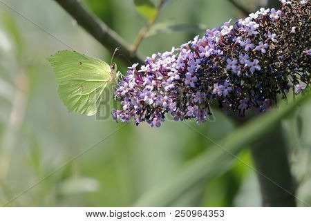 One Cedronella Butterfly (gonepteryx Rhamni) Sucking The Nectar Of The Flowers Of A Buddleia (buddle
