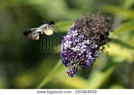 The Sphinx Of The Gallium Or Sphinx Hummingbird (macroglossum Stellatarum) Sucking The Nectar Of The