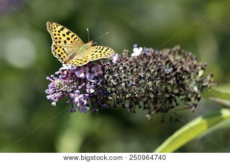 Malachite Butterfly (siproeta Stelenes)sucking The Nectar Of The Flowers Of A Buddleia (buddleja Alt