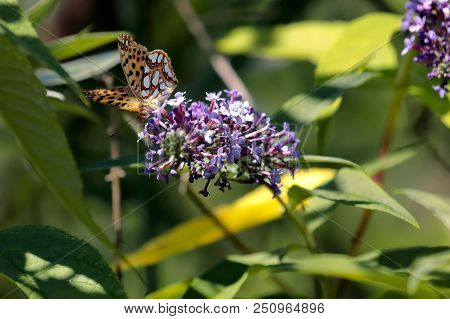Malachite Butterfly (siproeta Stelenes)sucking The Nectar Of The Flowers Of A Buddleia (buddleja Alt
