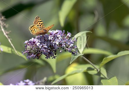 Malachite Butterfly (siproeta Stelenes)sucking The Nectar Of The Flowers Of A Buddleia (buddleja Alt