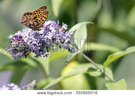 Malachite Butterfly (siproeta Stelenes)sucking The Nectar Of The Flowers Of A Buddleia (buddleja Alt